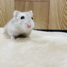 天使のような可愛さ♡マンダリンハムスター（女の子）