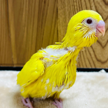姿勢がいいね！って言われるの♪セキセイインコ(ルチノー) ヒナ