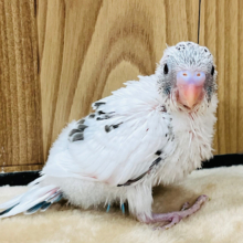 メロメロ間違いなし！？セキセイインコ(ハルクイン) ヒナ
