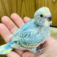 特技は上目遣い♡セキセイインコ(パステルレインボーパイド) ヒナ