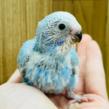好奇心なら負けないぞ！！セキセイインコ(スパングル) ヒナ