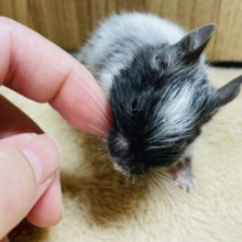 いっぱい食べて大きくなるぞ！デグー（ブラックパイド）男の子