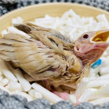 透き通った赤目に吸い込まれちゃう♡シナモン文鳥 ヒナ