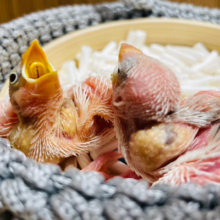 たくさん食べる君が好きっ♪白文鳥 ヒナ