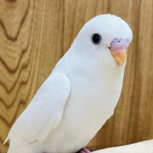 【最新画像更新🪄】ひと足先に初雪感じます⛄❅*॰ॱセキセイインコ(ダブルファクター) ヒナ