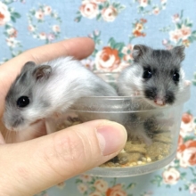 ジャンガリアンハムスター  マーブル  2匹入舎🐹✨️