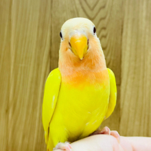 【最新画像更新🪄】好奇心には勝てないの！！コザクラインコ(ルチノーオパーリン) ヒナ