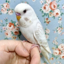 ジャンボセキセイインコ  ウイング系  ‎🤍💐*
