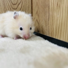 キンクマハムスターじゃないよ🌟サテンハムスター（男の子）