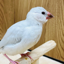 【最新画像更新🪄ひとり餌になりました‪☆】お腹が空いたら別人だ！！！シルバー文鳥 ヒナ