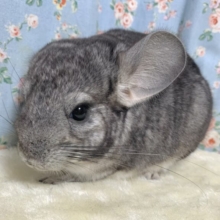 チンチラ  ノーマル  女の子  🩶⛰