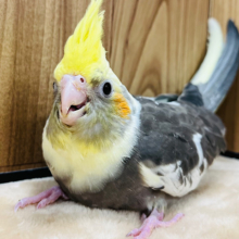 【最新画像更新🪄】シャイなオイラとも仲良くしてね‪☆オカメインコ(パイド) ヒナ