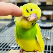 【最新画像更新🪄ひとり餌になりました‪☆】パンジーみたいなお花が咲いたよ🌼セキセイインコ(パイド) ヒナ