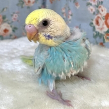 セキセイインコ  パステルレインボースパングルセルフ  ️🩵💧