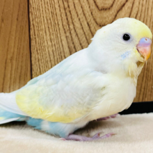 【最新画像更新🪄】淡いカラーに魅力がいっぱい♡セキセイインコ(パステルレインボーパイド) ヒナ