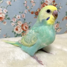 セキセイインコ  パステルレインボースパングルセルフ(エメラルドグリーン系) 🌿💎.*