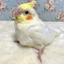 オカメインコ  ルチノー  🐥🍒