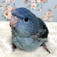 サザナミインコ  コバルト  ️☃️💙