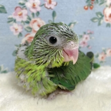 マメルリハ  ノーマルグリーン  💚📗