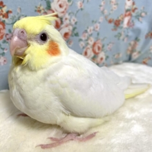 オカメインコ  ルチノー  🌼💛