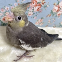 オカメインコ  イエローフェイス 🐦‎💛