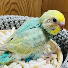 こう見えて…わんぱくです‪☆セキセイインコ(パステルカラーレインボー) ヒナ