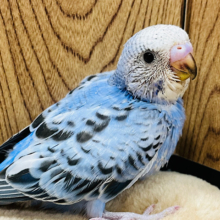 目を見れば伝わるね♡目ヂカラ強め♡セキセイインコ(オパーリン) ヒナ
