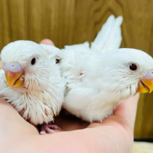 ホワイト兄弟⛄️🫧セキセイインコ(アルビノ) ヒナ