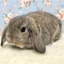 ロップイヤーラビット チェスナット 女の子 🌳🐰｡・:＋°