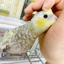 動があり☆彡最新画像になりますよ🌟🌼🌼おおきな輪になってニコニコ顔咲かせてみよう🌼🌼　オカメインコ　イエローフェイスパール