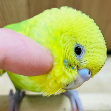【最新画像更新🪄ひとり餌はもう目の前です‪☆】その豊かな表情が癒しです🫧セキセイインコ(スパングル) ヒナ