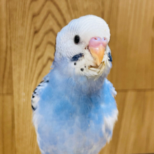 【最新画像更新🪄】なでなで大好きマン！セキセイインコ(パイド) ヒナ