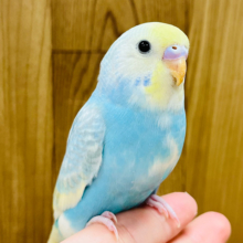 【最新画像更新🪄ひとり餌になりました‪☆】シュワっとクリームソーダ🫧セキセイインコ(パステルレインボーパイド) ヒナ