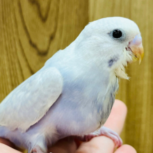【最新画像更新🪄】落ち着いた雰囲気が魅力的💫セキセイインコ(ライラック) ヒナ