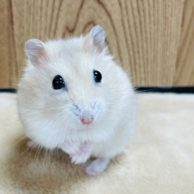 【最新画像更新🪄】プリンみたいなカラー🍮イエロープディングハムスター（男の子）