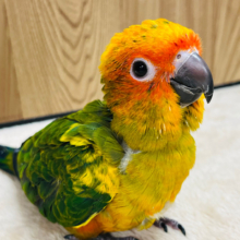 【最新画像更新🪄】めちゃめちゃ可愛いちゃん♡コガネメキシコインコ ヒナ