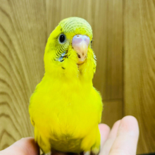 【最新画像更新🪄ひとり餌になりました‪☆】ヨチヨチ歩きが可愛い♡セキセイインコ(ハルクイン) ヒナ