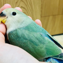 【最新画像更新🪄】表情・仕草どちらも可愛すぎ♡♡コザクラインコ(ブルーチェリー) ヒナ