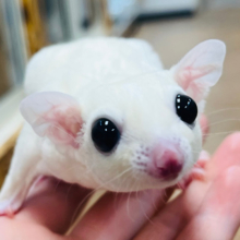 【動画更新🪄】手にしがみついて離れない♡甘えんぼガール♡フクロモモンガ(リューシ)女の子