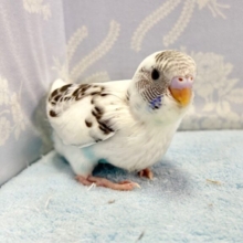 キュートなカラー‎🤍セキセイインコ(白色ハルクイン) 2023年10月生まれ