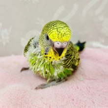 綺麗なグリーン💚ジャンボセキセイインコ 2023年11月生まれ