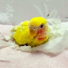 綺麗😍コザクラインコ(ルチノー) 2023年11月生まれ