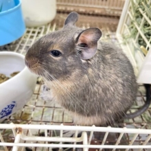 最新画像！✨イケデグ💙デグー(ブルー) 💙2023年3月生まれ