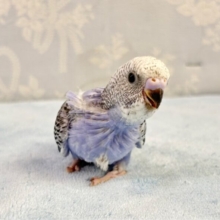 空色💭セキセイインコ(オパーリン) 2023年11月生まれ