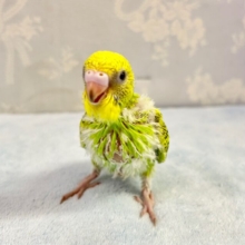 よちよち💚セキセイインコ(オパーリングリーン) 2023年11月生まれ