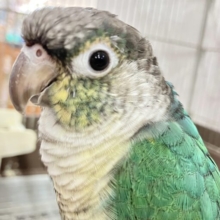 ☃️winter festival❄️ オキナインコ＆ウロコインコさん