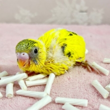 わたわた💛セキセイインコ(イエローハルクイン) 2023年11月生まれ