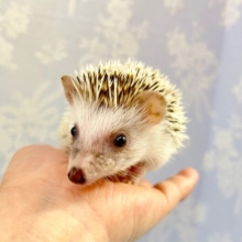 愛くるしい💕ハリネズミ(パイド) 男の子 2023年10月生まれ