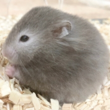 最新画像！セーブルハムスター　ほわほわ～なかわいい子が来ました！