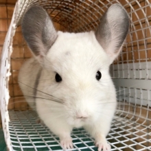 チンチラ（パイド）　丸くなった姿は豆大福！？個性的な模様の子が来ました！